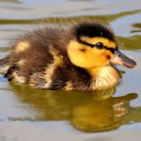 Lelievletten out of the water